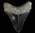 Serrated, Fossil Megalodon Tooth #64545-2
